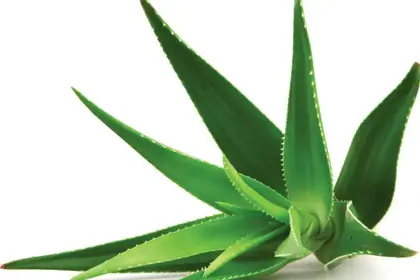 Aloe3-690x460-1